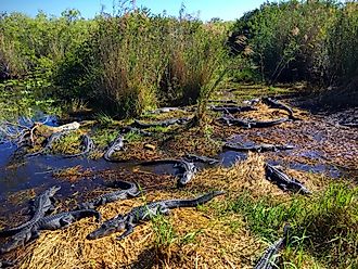 Alligators in Everglades National Park, Florida
