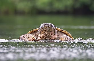 A close up of a snapping turtle emerging from river