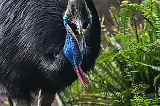A southern cassowary (Casuarius casuarius). Via Shutterstock / Wirestock Creators.