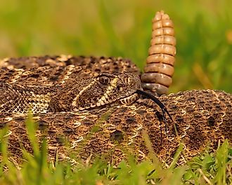 Western Diamondback Rattlesnake Coiled to Strike