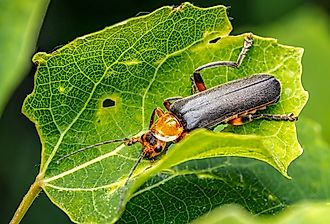 Closeup of Bombardier beetle sitting on a plant leaf.