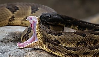 A timber rattlesnake exposes its fangs.