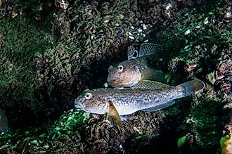 The Round Goby is an invasive species that has been accidentally introduced to numerous areas.