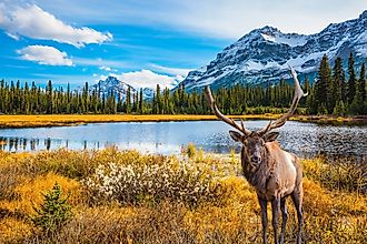 Tourists don't just travel to Canada for the moose and the mountains.