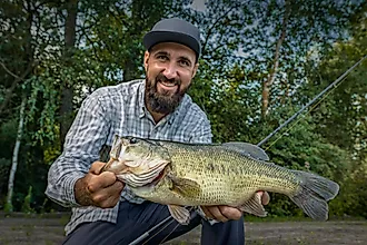 Largemouth bass