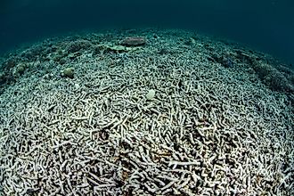 A coral reef in Indonesia has been turned from a diverse, healthy community to a desert of dead rubble. Ocean acidification is one of the major causes of coral reef destruction.