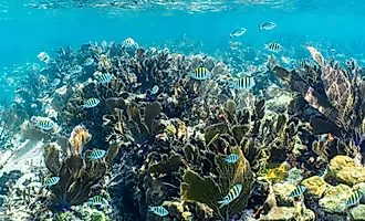 Schools of fish in the pristine water of John Pennekamp Coral Reef State Park off of Key Largo in the Florida Keys, USA