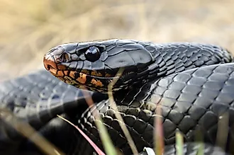 Eastern indigo snake