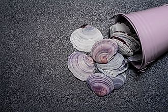 Clam shells spilling out of a metal bucket