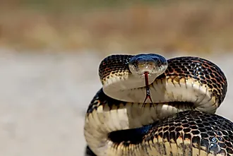 A large and healthy western rat snake from northern Missouri.