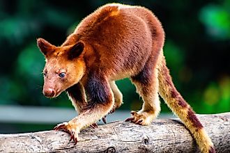 As the name suggests, the tree kangaroo is an arboreal marsupial. 