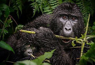 Mountain Gorilla (Gorilla beringei beringei) in the wild. 