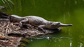 View of a freshwater crocodile along water.