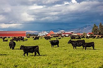 Black angus cattle graze in pasture at Fort Owen State Park in Stevensville, Montana.