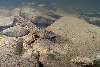 An eastern hellbender (Cryptobranchus alleganiensis alleganiensis)