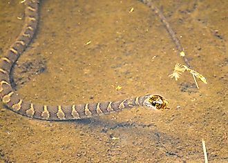 Northern watersnakes are common in Kansas.