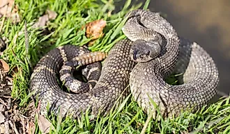 Northern Pacific Rattlesnake in defensive posture. Santa Clara County, California, USA.