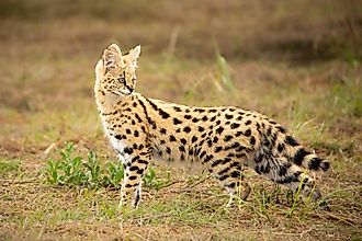 A closeup of a Serval. 