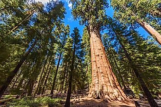 The largest tree on Earth, the General Sherman Giant Sequoia in Sequoia National Park, California. Credit: Simon Dannhauer/ Shutterstock.com 