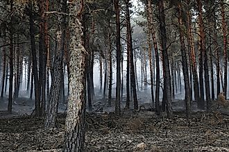 Burned pine forest after a wildfire. 