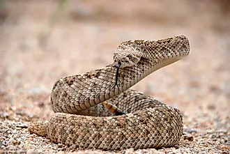A Western Diamondback rattlesnake in a striking pose.