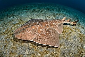 An angel shark (Squatina squatina)