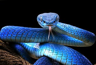 Close-up shot of Blue viper snake, Blue insularis, Trimeresurus Insularis. Image credit Kurit afshen via Shutterstock.