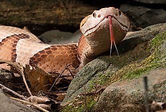 Close up of a Copperhead (Agkistrodon contortrix), one of two species in Oklahoma.