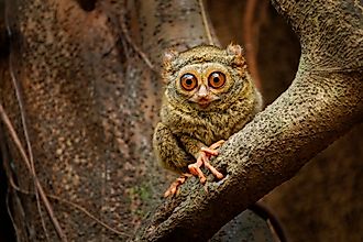 A Tarsier on a branch. 