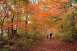 A walk through the fall landscape in the Berkshires, Massachusetts.