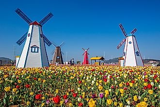 Tulips and windmills in the charming town of Holland, Michigan.
