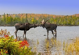  Cow and bull moose touch noses in a show of affection during the fall mating season in Baxter State Park, Maine.