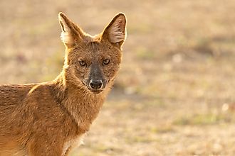 A dhole (Cuon alpinus)