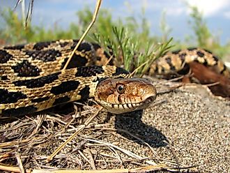 Eastern fox snake