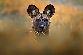An African wild dog peering through the bush.
