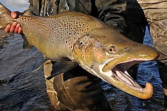 Large brown trout caught while fly fishing. 