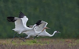 A whooping crane family of two adults and one juvenile get a running start as they prepare for takeoff. 