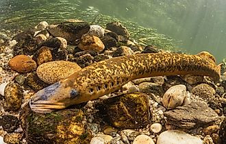 Lamprey.