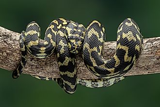 The Jungle Carpet Python (Morelia spilota cheynei) coiled in a tree. Image Credits: Lauren Suryanata via Shutterstock