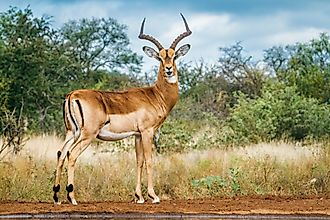 An impala (Aepyceros melampus)