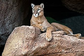 Native to the Americas, mountain lions have the largest geographic range of any land mammal in the Western Hemisphere