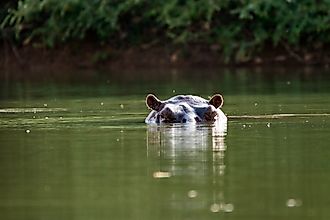 Curious hippo in the Gambia River near Niokolo-Koba National Park in Senegal, West Africa