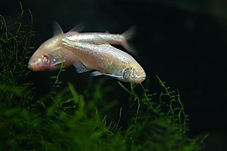 tetra fish