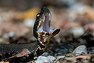 North Carolina is home to several snake species, including the venomous cottonmouth.