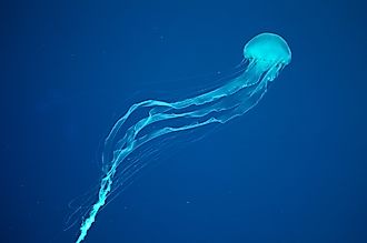Box jellyfish. 