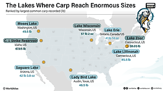 Infographic of record common carp sizes across lakes in North America. 