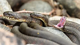 Northern water snakes