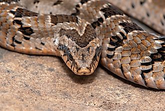 A rhombic night adder (Causus rhombeatus)