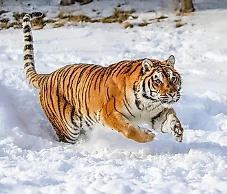 A gorgeous Siberian tiger in winter snow. Image credit: Holly S Cannon/Shutterstock.com