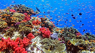 Coral Reef in Fiji. 